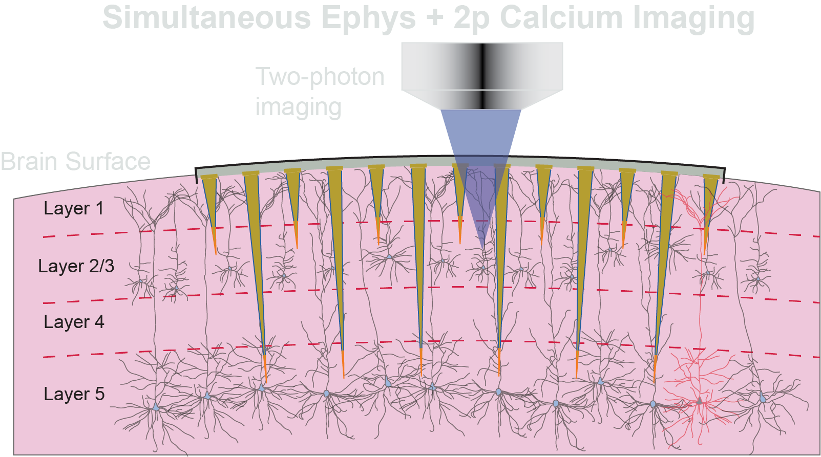 3D electrodes for mapping layer specific dynamics