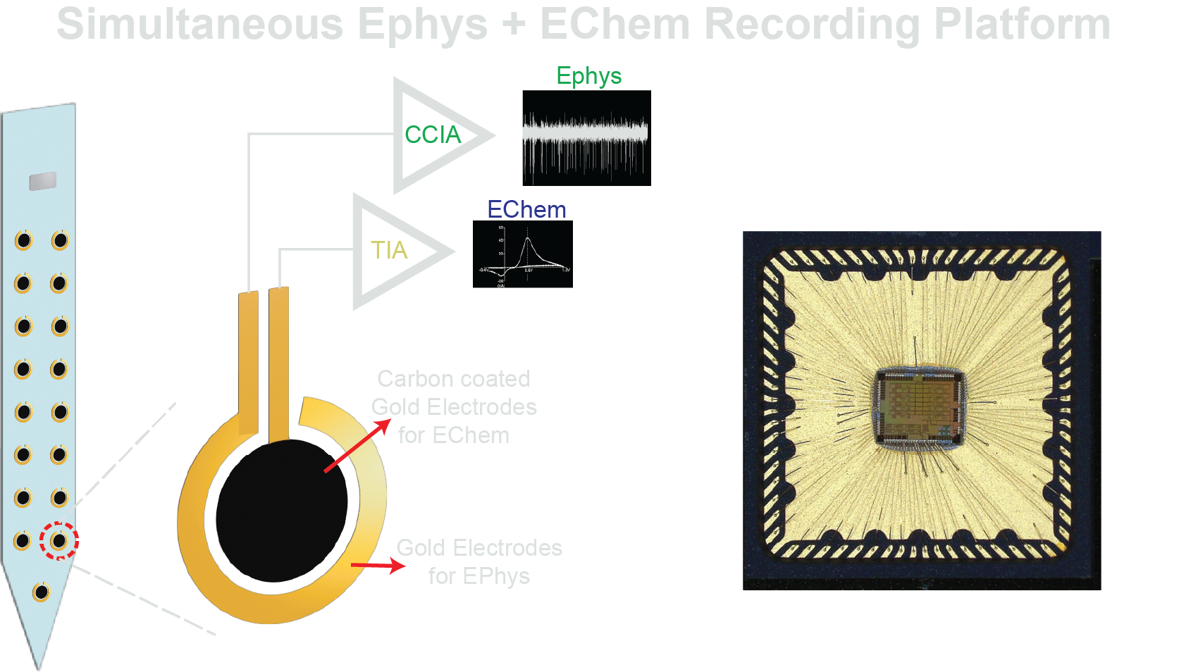 ASIC for simultaneous electrophysiology and electrochemistry