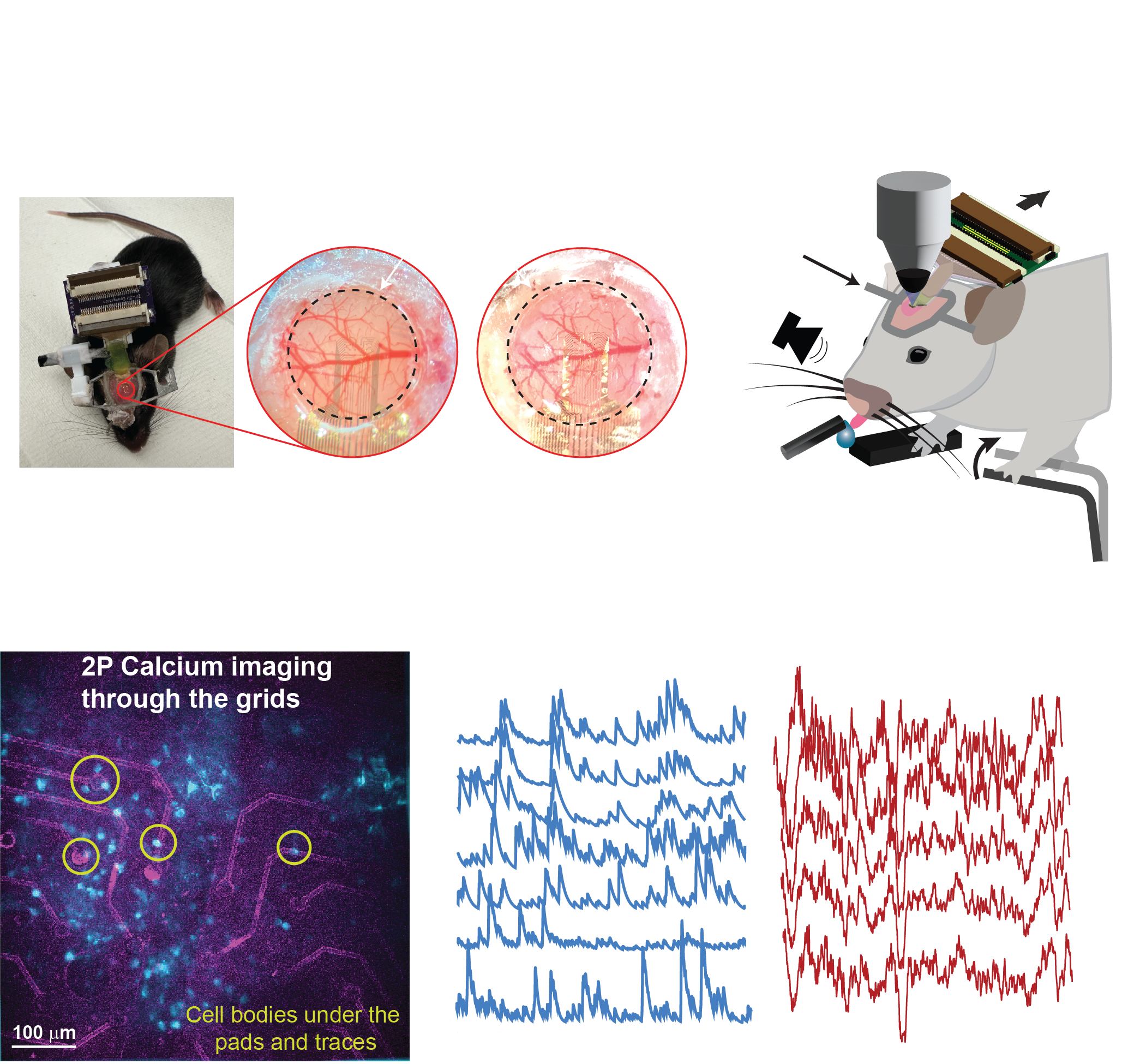 Multimodal Neural Recording Platform